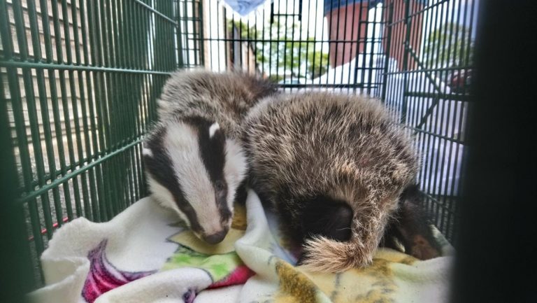 West Sussex Wildlife Protection badgers