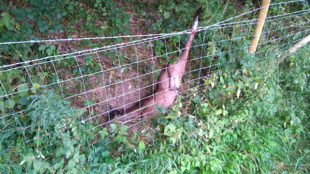 deer-fence-chanctonbury-28-aug-2016