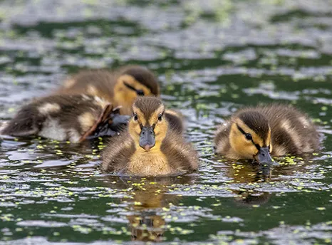 Ducklings Rescue