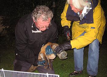 Fox released from plastic bottle West Sussex