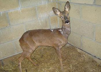 Rescued deer in West Sussex