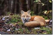 Fox Rescue West Sussex