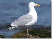 Herring Gull Rescue West Sussex