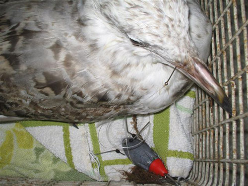 Young Herring Gull Caught on Hook