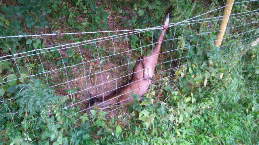 Deer Rescue 1 Deer caught on a fence in Chanctonbury