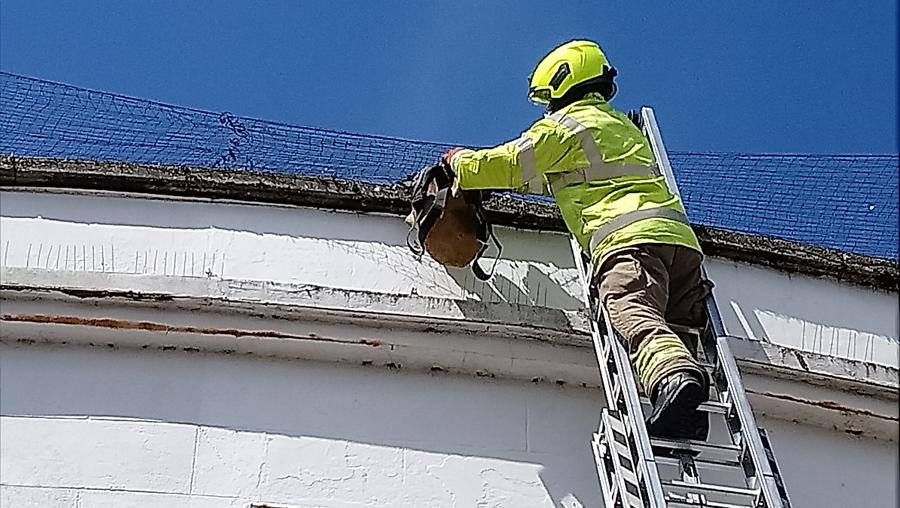 Fire brigade pigeon rescue West Sussex