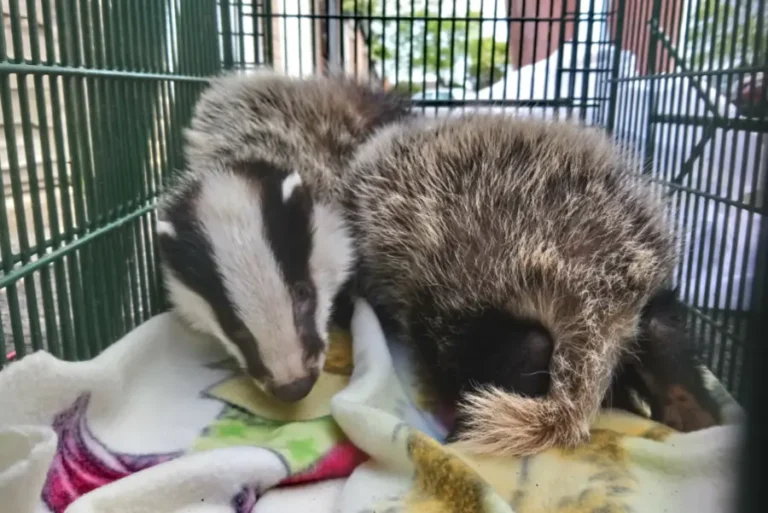 Winter Newsletter WSWP 2020 5 West Sussex Wildlife Protection badgers rescue