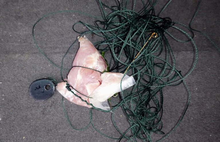 Herring gull caught in crabbing bait line lucky to survive 15 Crabbing bait line danger