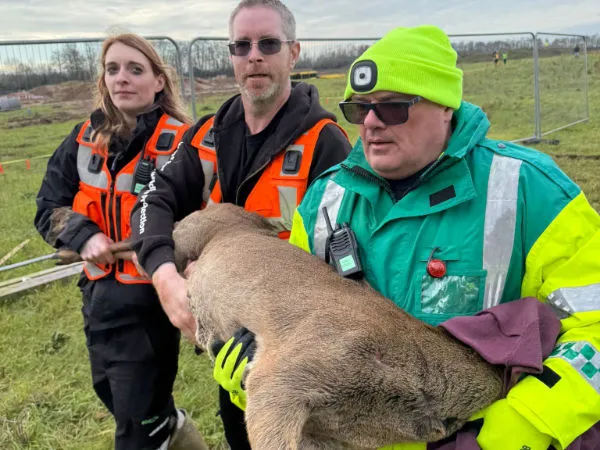 West Sussex - Five Deer Rescued