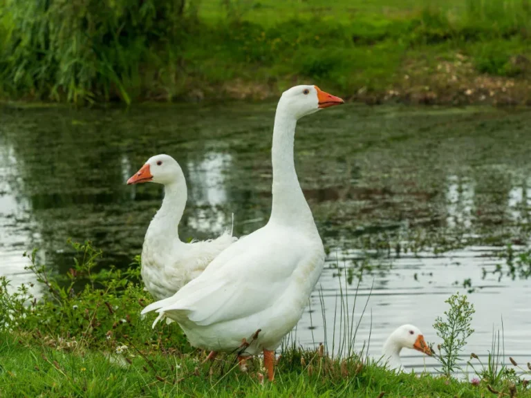 Geese shot at night at Pagham 12 Geese Wildlife