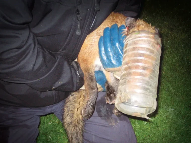 Please Take Your Litter Home, It Endangers Wildlife 10 Take Litter Home, It Endangers Wildlife