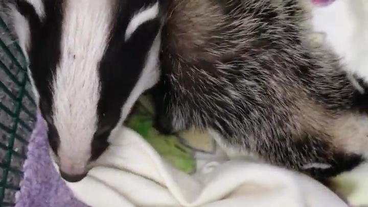 Badger RTA and the Two Badger Cubs 8 Portsmouth Rescued Badger Cubs