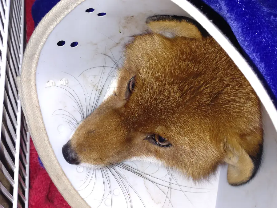 Fox Rescue: From Tragedy to Hope 1 Rescued fox rehabilitation