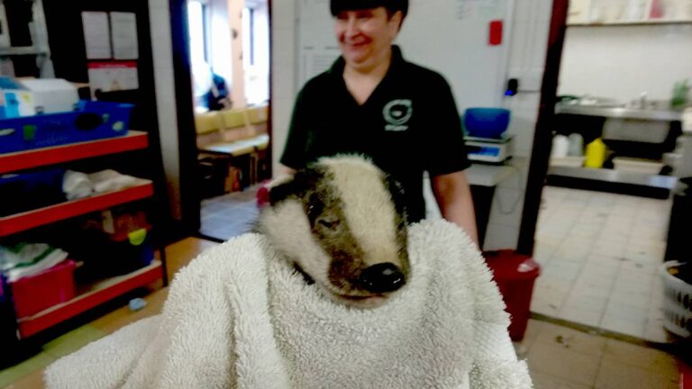 Spring Newsletter WSWP 2021 4 West Sussex Badger Cub rescued